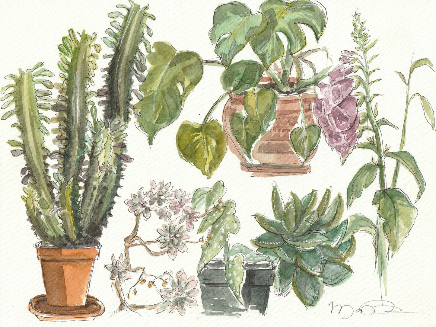 Plant Study