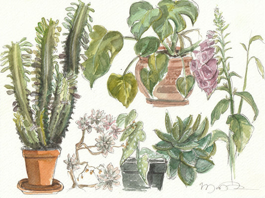 Plant Study